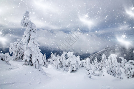霜冷杉木头冬季风景有雪卷毛树图片