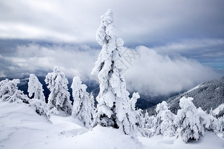 冬季风景有雪卷毛树精彩的全景寒冷图片