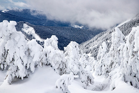 冰蓝色的冒险冬季风景有雪卷毛树图片