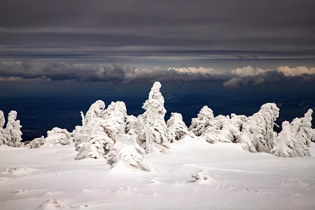 冬季风景有雪卷毛树云杉森林降雪图片