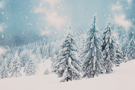 天空冬季风景有雪卷毛树冬天寒冷的图片