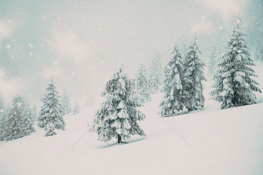 冬季风景有雪卷毛树冬天下的寒冷图片