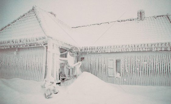 冬天季风景有雪卷毛树阳光惊险图片