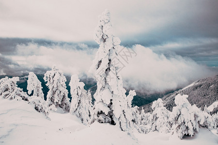 冬季风景有雪卷毛树风景优美冷冻杉图片