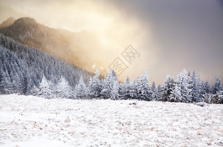 冬季森林景观图片