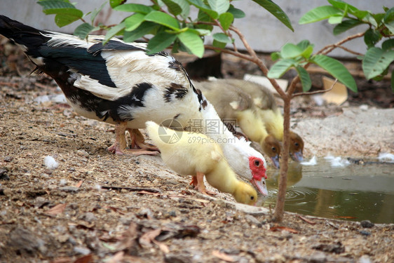 美丽的家庭妈和婴儿鸭以乡村风格快乐水野生动物图片