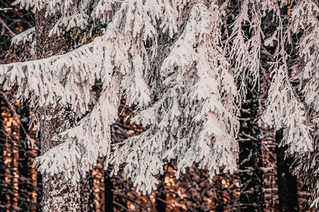 白雪皑的枞树户外仙女冰图片