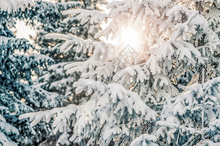 自然白雪皑的枞树蓝色灰图片