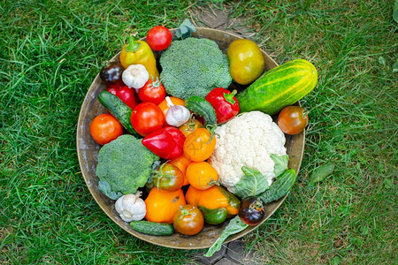 种植在草地上碗里的有机蔬菜收获在花园的番茄黄瓜胡椒和其他蔬菜收获在花园中的西红柿胡椒和其他蔬菜大蒜庄稼户外图片