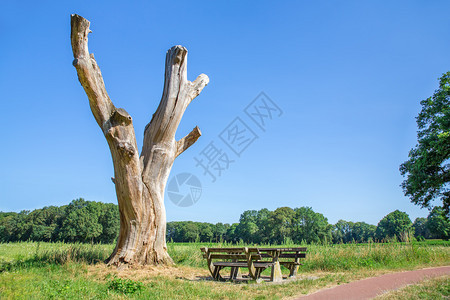 木头踪迹欧洲风景树板枯和蓝天空晴图片