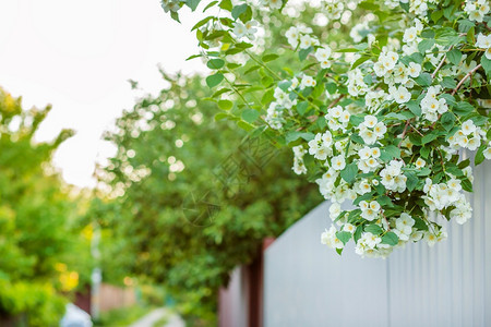 自然美丽盛开的茉莉花灌木在春天背景花园里种植茉莉美丽盛开的茉莉花灌木在春天背景植物季节图片