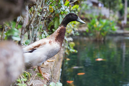 一只鸭子在色彩缤纷的池塘附近放松色彩缤纷的自然特写一只鸭子在色彩缤纷的池塘附近放松色彩缤纷的大自然棕色夏天白图片