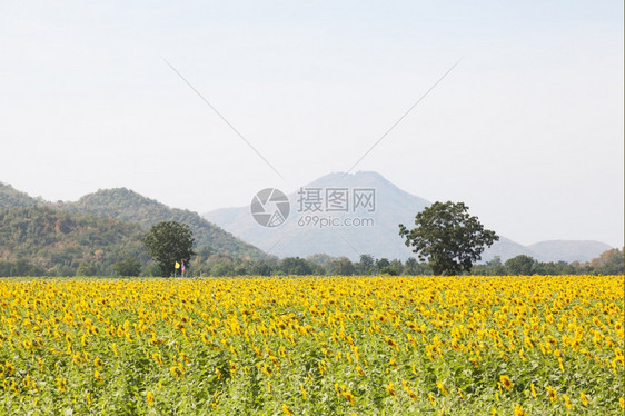 清除日葵田的阿拉伯农耕在清晨背着后山进入岳向日葵动物图片