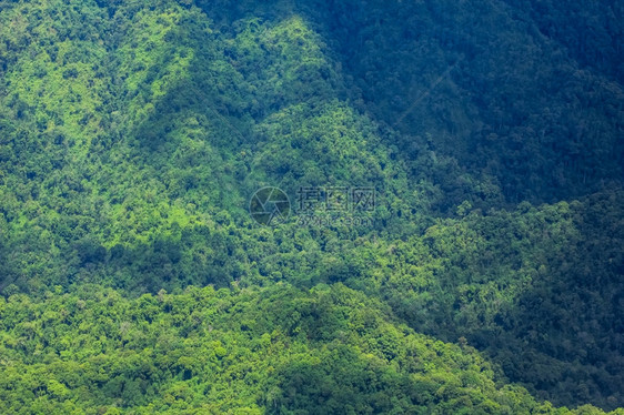 水平的自然森林空中观察阴影图片
