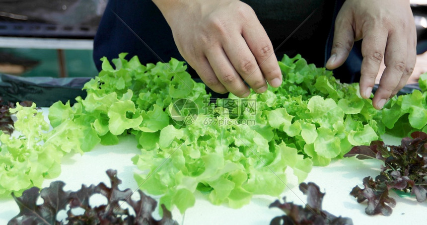 庄稼生活种植于农户耕地的有机蔬菜和水栽种卷心种植园图片