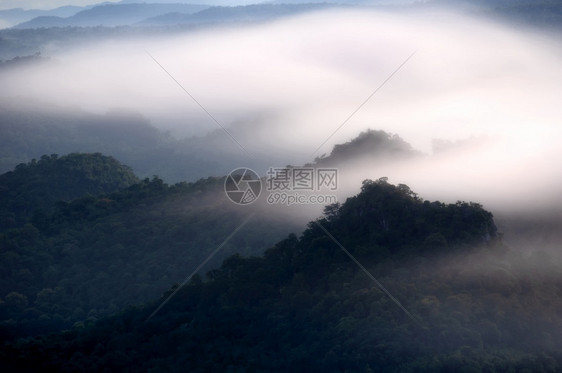 田园诗般的寒冷木头在森林中看到美丽的雾森林里有绿色的青山雾图片