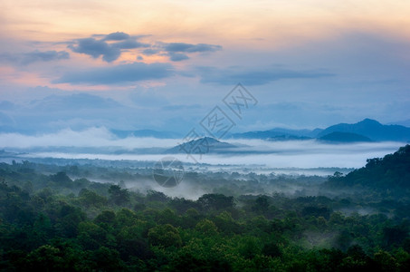 在森林中看到美丽的雾森林里有绿色的青山雾天线风景公园图片