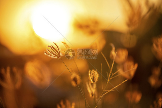 秋天春季节日落美丽风景的月光绿草夏季背景日落太阳下山花田露天图片