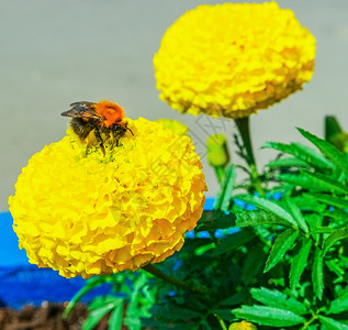 刺大黄蜂在花上收集蜜植物熊蜂图片