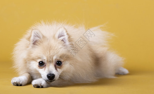 宝宝和狗一种爪子黄色的波美拉人养狗头顶躺在黄色背景的前腿和上背景