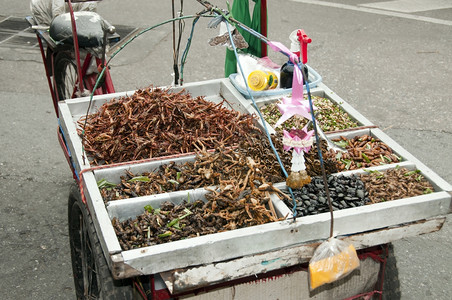 生物钓鱼杰出的以昆虫和蠕食物在曼谷吃图片