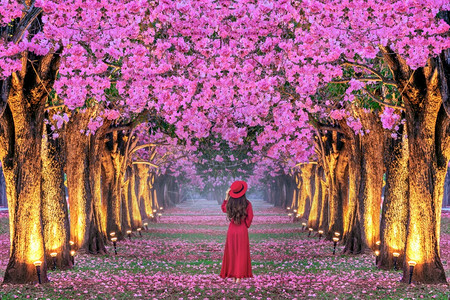 粉色的裙子年轻女在美丽的粉红花丛中行走旅图片