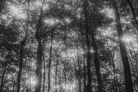 闪电美丽的森林黑白自然和平图片