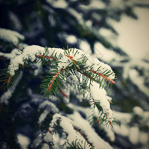 美丽冬季和圣诞节时间的树概念冬季和圣诞节时间的概念雪松树图片