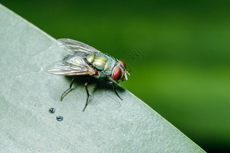 腐肉蓝色的生物学在有下水道的社区可以发现树叶上的吹风苍蝇图片