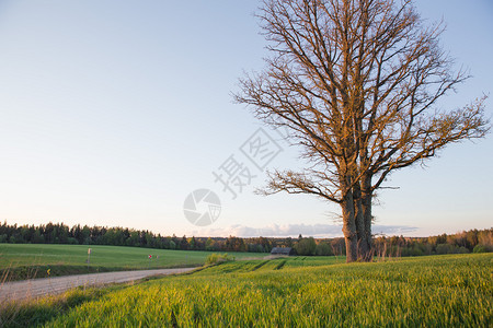 云乡村的2019年5月日拉脱维亚Cesis市橡树和草地木头图片