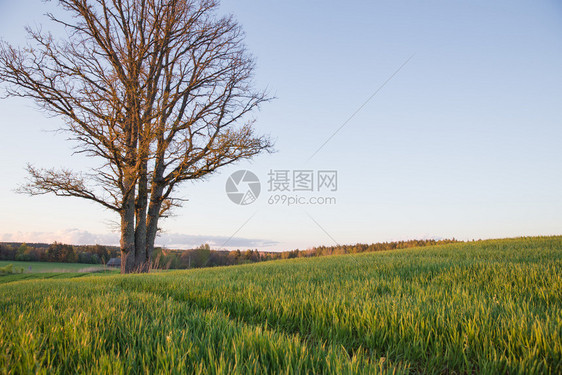 2019年5月日拉脱维亚Cesis市橡树和草地木头景观自然图片