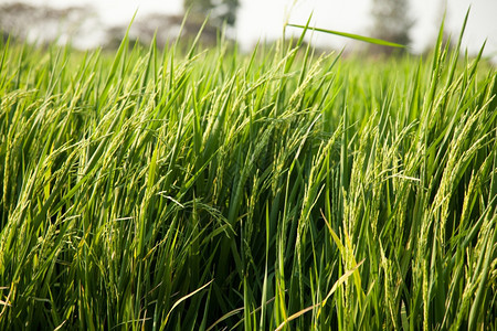 稻田和种植在绿色野中的稻米农作物自然景观成熟图片