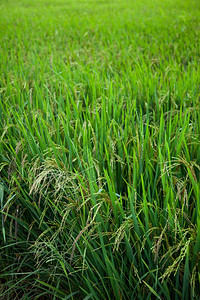 庄稼秋天生的稻田和种植在绿色野中的稻米农作物图片