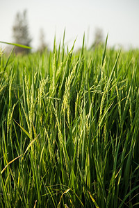 稻田和种植在绿色野中的稻米农作物景观字段黄色的图片