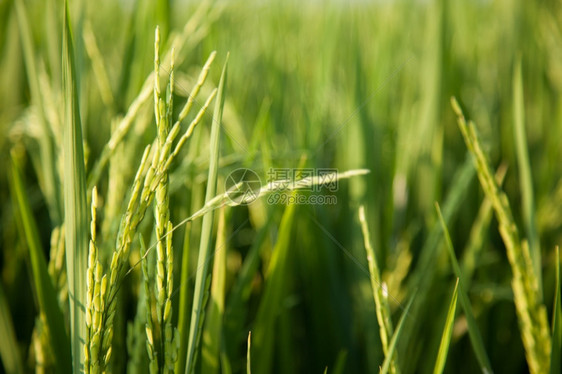 泰国场地生的稻田和种植在绿色野中的稻米农作物图片