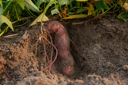 刚从农场收获的当地甜土豆自然球新鲜的图片