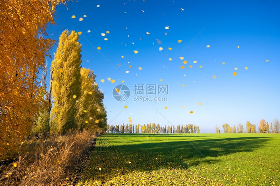 天气秋季风景空树木图片
