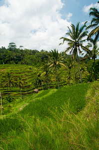 庄稼印度尼西亚巴厘乌布德附近的绿稻梯田爬坡道气候图片