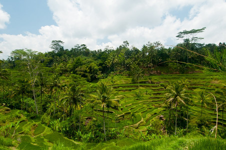 印度尼西亚巴厘乌布德附近的绿稻梯田生长栽培的文化图片