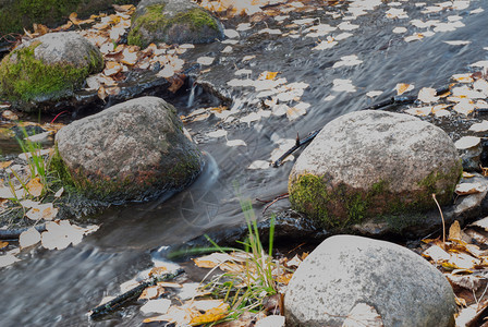 户外一条有石头的小溪上面覆满了苔和漂浮的叶子流动木头图片