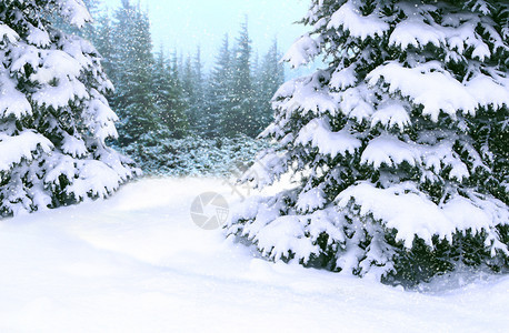 分支毛皮仙境冬季森林与云杉在中被雪覆盖的云杉站在冬季木材中美丽的圣诞节和新年树冬季森林中雪的圣诞树冬季森林与云杉在中被雪覆盖平安图片