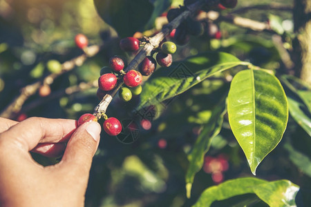 种植红莓树绿色生态有机农场的新鲜种子咖啡树增长近手收割红熟咖啡籽丰盛的阿拉伯果冻汁养殖咖啡庄园切开手收获红熟咖啡种子巴西亚洲豆图片