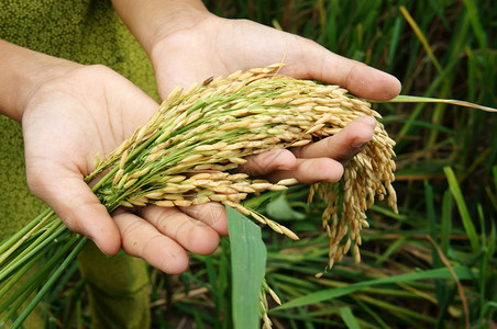 户外天世界粮食安全球问题非洲饥荒儿童需要帮助穷人食物才能生活亚洲稻田上孩子手与谷草一起打小手越南图片