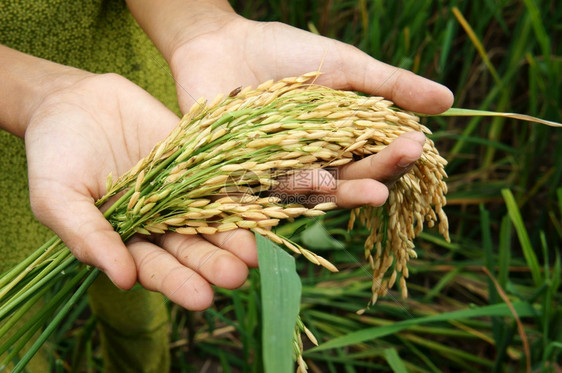 户外天世界粮食安全球问题非洲饥荒儿童需要帮助穷人食物才能生活亚洲稻田上孩子手与谷草一起打小手越南图片