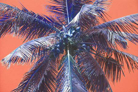 棕榈浅滩温暖的鲜活珊瑚天空热带概念用于旅行背景棕榈浅滩温暖的活珊瑚天空放松梦岛背景图片