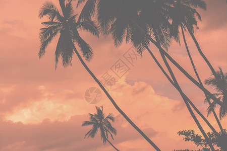 采取棕榈浅滩温暖的鲜活珊瑚天空热带概念用于旅行背景棕榈浅滩温暖的活珊瑚天空椰子美丽的背景图片
