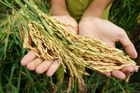越南户外世界粮食安全球问题非洲饥荒儿童需要帮助穷人食物才能生活亚洲稻田上孩子手与谷草一起打小手外部图片