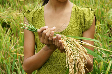 亚洲人收成捆世界粮食安全球问题非洲饥荒儿童需要帮助穷人食物才能生活亚洲稻田上孩子手与谷草一起打小手图片
