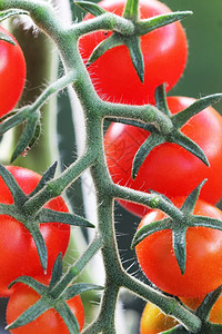 新鲜的花园本土一群成熟天然樱桃红西番茄在温室里种植准备在温室里采摘一些成熟的天然樱桃红西柿图片