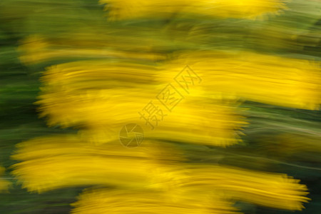 风景优美花朵的抽象纹理和背景模糊照片以黄色和绿颜具有运动和连状效果的鲜花在黄色和绿颜中的移动和连续效应树叶快速地图片